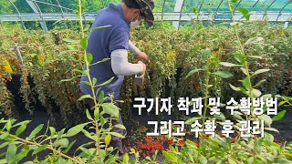 구기자 착과 및 수확방법 그리고 수확 후 관리