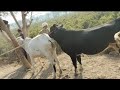 Natural Animal Meeting Cow Bull And Buffalo Crossmeeting Cowmating