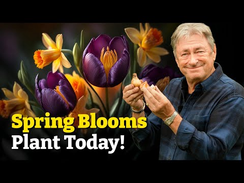 Plant These Flowering Bulbs Now for a Stunning Spring Next Year!