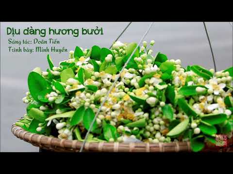 Dịu dàng hương bưởi - Minh Huyền