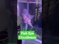 How to cure flowerhorn eye problem?(English)