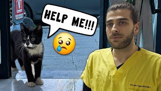 KENDİ KENDİNE GELDİ, YARDIM İSTEDİ! ( Bacağı Kırılan Kedi Kliniğimize 