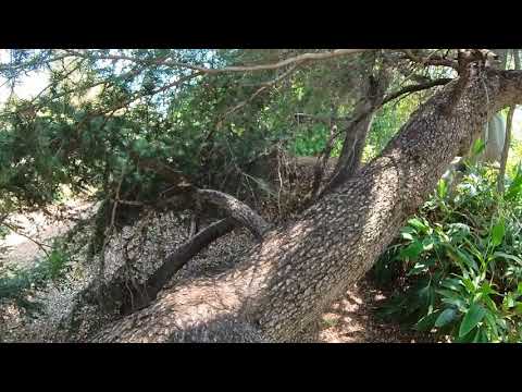 Cedrus libani, the Cedar of Lebanon