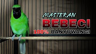 Download lagu 100% BANYUWANGI || MASTERAN CUCAK IJO BEBECI ORI ALAS PURWO mp3