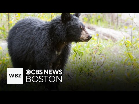 Bears have lost their fear of humans in New Hampshire's White Mountains, Forest Service says