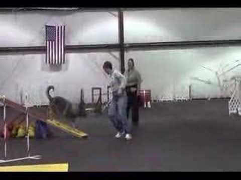 Yasko Novice Standard Agility 2/9/08