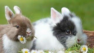 PLANTAS COMUNS DE JARDINS SÃO VENENOSAS PARA OS COELHOS ?