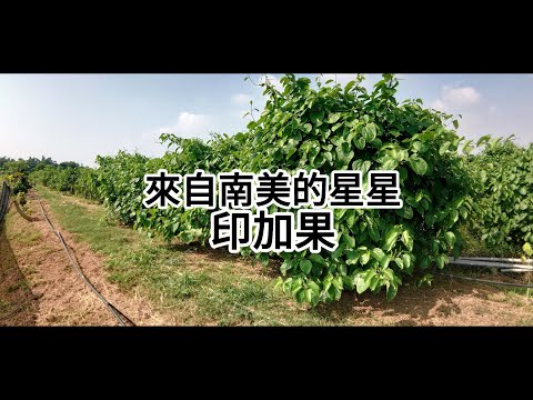 來自南美的星星-印加果