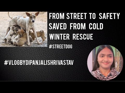 From Cold Streets to a Warm Home 🐶❤️ | Winter Puppy Rescue #vlog #dogrescue #viralvideo 