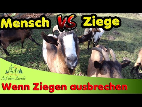 Ziegen brechen aus👉Heuballen laden mit Yanmar Kleintraktor💪Weidezaun reparieren 👍Weidezaungerät