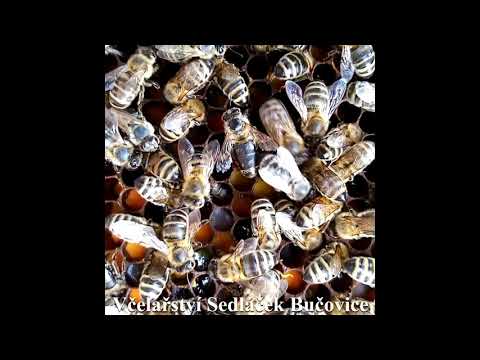 188/21 Detailní záběr na melecitózní plást.