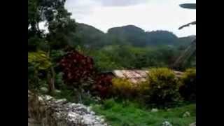 preview picture of video 'jamaica scenery ,,, bird mountain hanover june 2009'