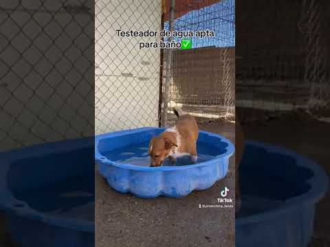 Gamal, super netter Rüde, sucht ein Zuhause