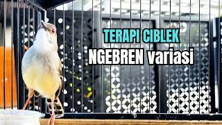 Download lagu SUARA BURUNG CIBLEK GACOR NGEBREN‼️PANCINGAN Ciblek Semi bahan jadikan ciblek kristal GACOR VARIASI mp3
