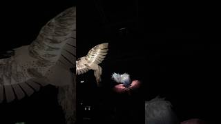 Afozic, Aperçu Vidéo