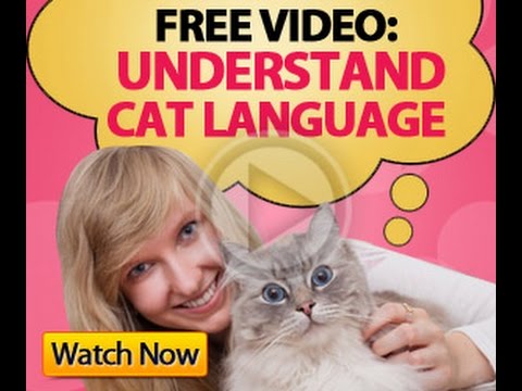 Cat's Meow Meaning, Why does my cat keep meowing?