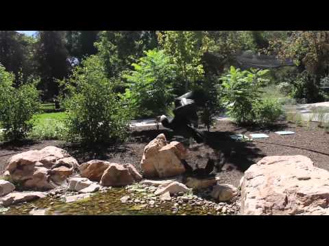 Walk with Condor pomes