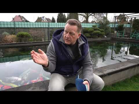 Koi Blog #262- Tipps zum Koikauf, so selektiert der Profi.