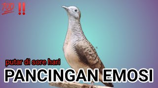 Download lagu the sound of turtle doves to provoke emotions, suara perkutut pancingan emosi mp3 Download lagu the sound of turtle doves to provoke emotions, suara perkutut pancingan emosi mp3