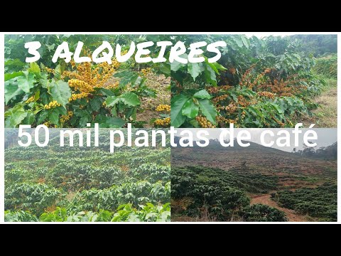 Sítio de 3 alqueires de terra à venda em Santa Barbara do leste.