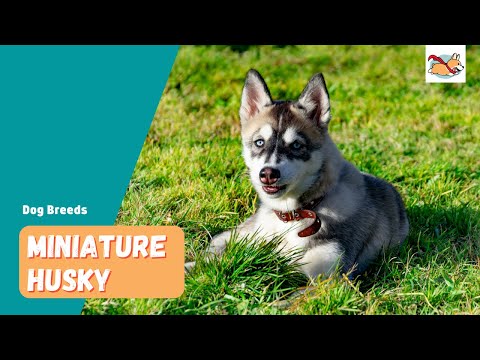 Mini Husky