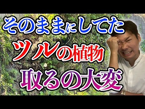 つる性のツタをいつどのように剪定するのですか？家や庭を邪魔しない美しい植物を育てるためのヒント  庭園