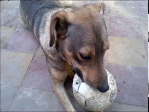 The Paladar Negro Group