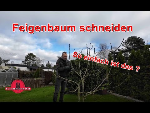 Pruning a fig tree isn't that difficult at all; here are some tips on how to do it correctly.