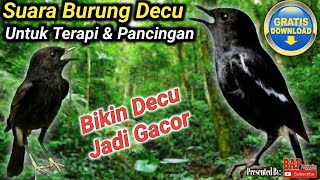 Download lagu BURUNG DECU GACOR UNTUK PANCINGAN DAN TERAPI DECU MACET BUNYI mp3