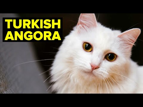 Turkish Angora Cat: Breed & Personality // Planet Of The Cats