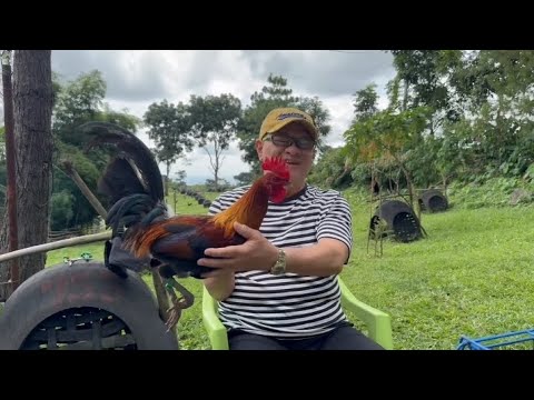 Harold Brown Blueface Hatch of Boy J Lunao GF