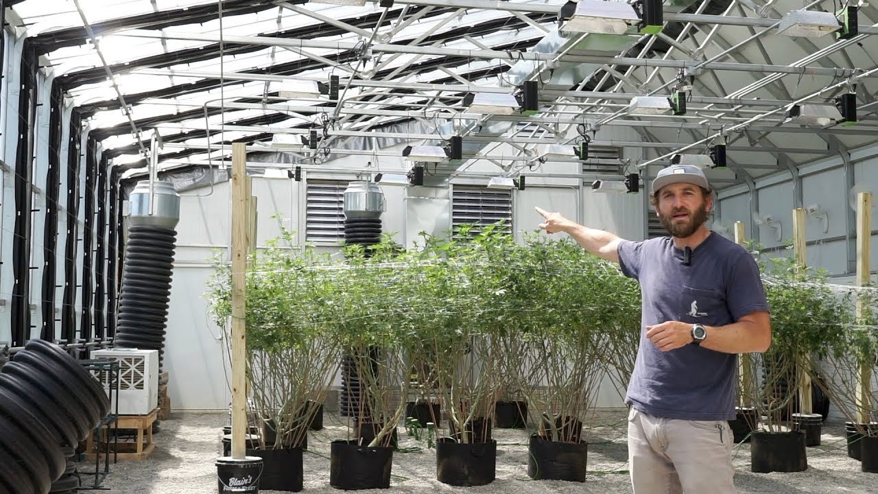 HighYield™ Commercial Cannabis Greenhouse Part II – Ceres Greenhouse Solutions