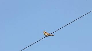 Dickcissel