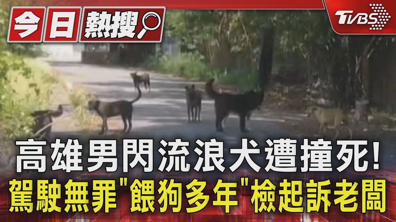 高雄男閃流浪犬遭撞死!駕駛無罪「餵狗多年」檢起訴老闆