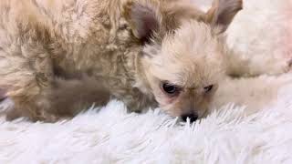 ハーフ犬の動画01