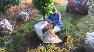 How to Ball and Burlap a Tree     treecare Video 18901
