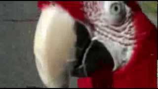 preview picture of video 'Ride My Bike: Our Bicycling Greenwing Macaw Roxanne'