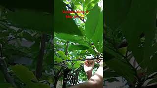 Download lagu Unahan kuna si may ari,🤣🤣🤣 #shotrs #highlightseveryone #subscribemychannel #fypシ゚viral #funny #views mp3 Download lagu Unahan kuna si may ari,🤣🤣🤣 #shotrs #highlightseveryone #subscribemychannel #fypシ゚viral #funny #views mp3