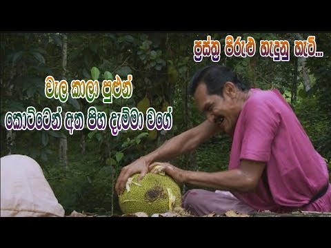 Prastha Pirulu Janakatha | වැල කාලා පුළුන් කොට්ටෙන් අත පිහ දැම්මා වගේ...