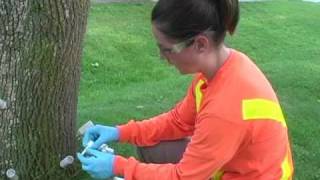 preview picture of video 'Oakville's Response to the Emerald Ash Borer - Part 1'