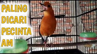 Download lagu Pancingan terampuh, Bikin AM gacor lagi | Paling banyak dicari mp3