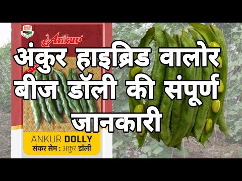 ankur f-1 been dolly ( अंकुर हाईब्रिड वालोर डॉली)#qualityseeds #hybridseeds #been#dolly