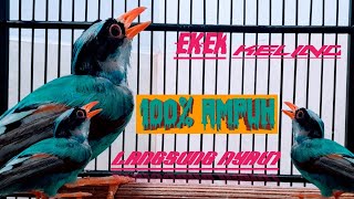 Download lagu EKEK KELING GACOR UNTUK MASTERAN DAN PANCINGAN#telerkicau mp3 Download lagu EKEK KELING GACOR UNTUK MASTERAN DAN PANCINGAN#telerkicau mp3