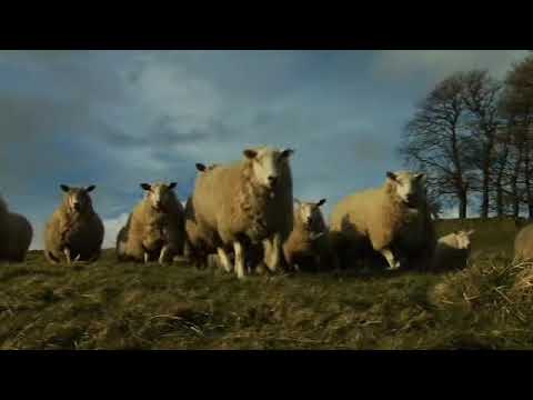 Morrison's Spring Lamb Farmer