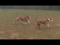 Bert And Ernie Two Dogs Looking For Homes Via Blue Cross Suffolk