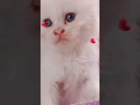 #youtubeshorts #wow #my#pet#cute#cat 💖 #yts#1st#day #Azmina #https://youtube.com/shorts/C1vCKxkt