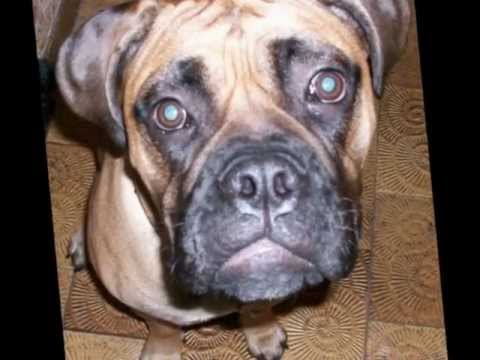 Raïssa Cachorra de Bullmastiff