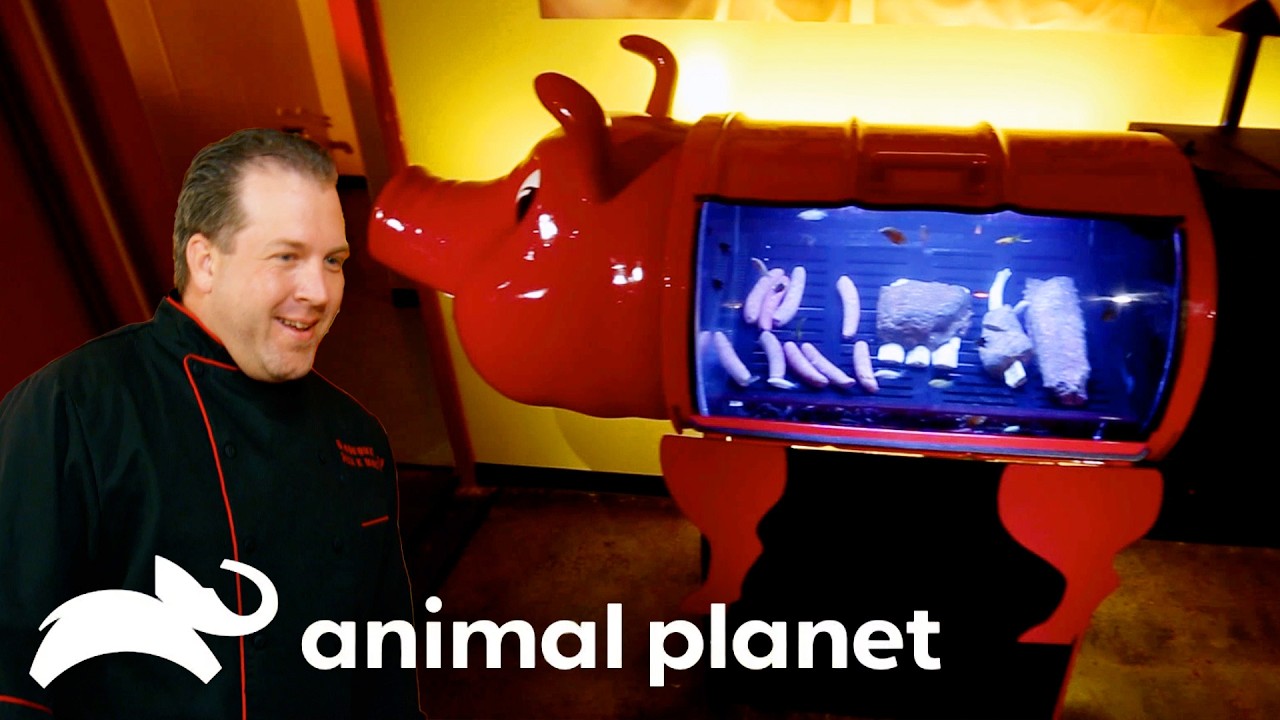 A  Fish Tank that Can Grill Burgers?! | Tanked | Animal Planet