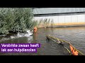 VIDEO | Verstrikte zwaan heeft lak aan hulpdiensten