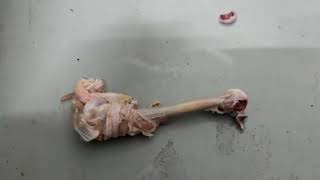 Autre &eacute;quipement de transformation de la viande Steen ST828 | Image 4 - Machineryline